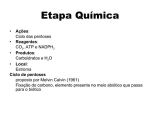 Etapa Química Ações :  Ciclo das pentoses Reagentes :  CO 2 , ATP e NADPH 2 Produtos : Carboidratos e H 2 O Local :  Estroma Ciclo de pentoses proposto por Melvin Calvin (1961) Fixação do carbono, elemento presente no meio abiótico que passa para o biótico 