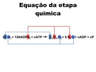 Equação da etapa química 6C O 2  + 12NADPH 2  + nATP  C 6  H 12  O 6  + 6 H 2  O + nADP + nP 