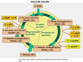 CICLO DE CALVIN Fonte:http://www.netxplica.com/figuras_netxplica/exanac/ciclo.calvin.completo.1.png 