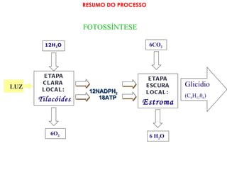 RESUMO DO PROCESSO FOTOSSÍNTESE ETAPA CLARA  LOCAL :   ETAPA ESCURA LOCAL:   Tilacóides Estroma 12H 2 O 6 H 2 O 6O 2 12NADPH 2 18ATP Glicídio (C 6 H 12 0 6 ) 6CO 2 LUZ 