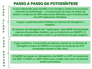 PASSO A PASSO DA FOTOSSÍNTESE A luz é absorvida pela clorofila e sua energia é usada num processo chamado de fosforilação – a incorporação de mais um átomo de fósforo a molécula de ADP (adenosina difosfato) que é transformada em ATP (adenosina trifosfato). A água é quebrada (sofre fotólise) em átomos de hidrogênio e oxigênio.  Os átomos de hidrogênio são  “capturados” pelo NADP (nicotinamida adenina dinucleotídeo fosfato), que se transforma em NADPH. O átomo de oxigênio se junta a outro e se transforma em gás oxigênio. FASE CLARA FASE ESCURA O gás carbônico  é convertido em glicose usando-se os átomos de hidrogênio vindos do NADPH e a energia da molécula de ATP produzidos durante a fase clara. O NADPH ao deixar os hidrogênios vira NADP e o ATP se transforma em ADP. O NADP e o ADP voltam para a etapa clara para novamente serem convertidos. 