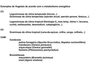 Exemplos de Vegetais de acordo com o metabolismo energético C3 Leguminosas de clima temperado (trevos...) Gramíneas de clima temperado (azevém anual, azevém perene, festuca...) Leguminosas de clima tropical (fisiologia C 3  mas temp. ótima >; leucena,  cunhã, estilosantes, desmodium, calopogônio...) C4 Gramíneas de clima tropical (cana-de-açúcar, milho, sorgo, milheto...) CAM Cactáceas palma forrageira ( Opuntia ficus-indica ,  Nopalea cochenilifera )  mandacaru ( Cereus jamacaru ) xique-xique ( Cereus gounellei ) facheiro ( Pilosocereus pachycladus ) Bromeliáceas macambira ( Bromelia laciniosa ) sisal ( Agave sisalana ) 