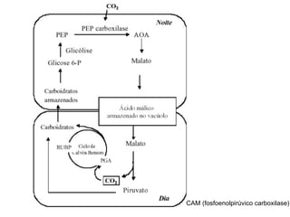 CAM (fosfoenolpirúvico carboxilase) 