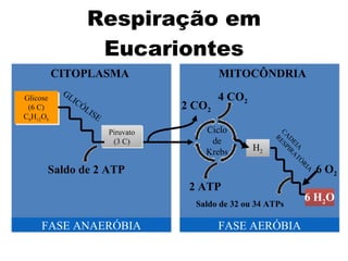 Respiração em Eucariontes Glicose (6 C) C 6 H 12 O 6 FASE ANAERÓBIA FASE AERÓBIA MITOCÔNDRIA CITOPLASMA 2   CO 2 Ciclo de Krebs 4   CO 2 2 ATP H 2 6 H 2 O  CADEIA RESPIRATÓRIA Saldo de 32 ou 34   ATPs 6 O 2 Piruvato (3 C) GLICÓLISE Saldo de 2 ATP 
