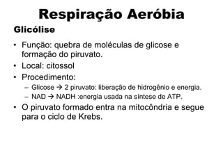 Glicólise Função: quebra de moléculas de glicose e formação do piruvato. Local: citossol Procedimento: Glicose    2 piruvato: liberação de hidrogênio e energia. NAD    NADH :energia usada na síntese de ATP. O piruvato formado entra na mitocôndria e segue para o ciclo de Krebs. Respiração Aeróbia 