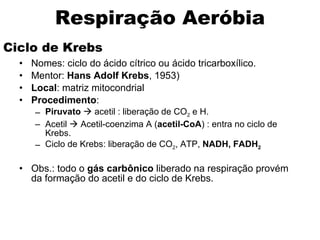Ciclo de Krebs Nomes: ciclo do ácido cítrico ou ácido tricarboxílico. Mentor:  Hans Adolf Krebs , 1953) Local : matriz mitocondrial Procedimento : Piruvato     acetil : liberação de CO 2  e H. Acetil    Acetil-coenzima A ( acetil-CoA ) : entra no ciclo de Krebs. Ciclo de Krebs: liberação de CO 2 , ATP,  NADH, FADH 2 Obs.: todo o  gás carbônico  liberado na respiração provém da formação do acetil e do ciclo de Krebs. Respiração Aeróbia 