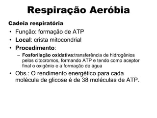 Cadeia respiratória Função: formação de ATP Local : crista mitocondrial Procedimento : Fosforilação oxidativa :transferência de hidrogênios pelos citocromos, formando ATP e tendo como aceptor final o oxigênio e a formação de água Obs.: O rendimento energético para cada molécula de glicose é de 38 moléculas de ATP. Respiração Aeróbia 