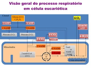 Visão geral do processo respiratório em célula eucariótica Glicose (6 C) C 6 H 12 O 6 Total:  10  NADH   2 FADH 2   Citosol Crista mitocondrial Mitocôndria 1 ATP 1 ATP 1 NADH 1 NADH Piruvato (3 C)  Piruvato (3 C)  6 O 2 6 H 2 O 32 ou 34 ATP 6 NADH 2 FADH 2 ATP 4 CO 2 2 CO 2 2 NADH 2 acetil-CoA  (2 C) Ciclo de Krebs 