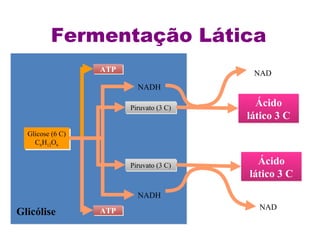 Fermentação Lática Glicose (6 C) C 6 H 12 O 6 Glicólise ATP ATP Piruvato (3 C) Piruvato (3 C) NADH NADH Ácido lático 3 C NAD Ácido lático 3 C NAD 