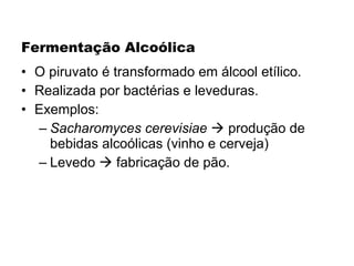 Fermentação Alcoólica O piruvato é transformado em álcool etílico. Realizada por bactérias e leveduras. Exemplos: Sacharomyces cerevisiae     produção de bebidas alcoólicas (vinho e cerveja) Levedo    fabricação de pão. 