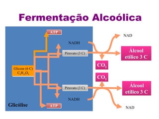 Fermentação Alcoólica Glicose (6 C) C 6 H 12 O 6 Glicólise ATP ATP Piruvato (3 C) Piruvato (3 C) NADH NADH CO 2 CO 2 Álcool etílico 3 C Álcool etílico 3 C NAD NAD 