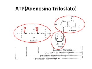 ATP(Adenosina Trifosfato) 
