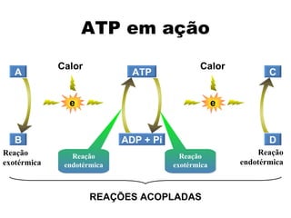 ATP em ação A B Reação endotérmica Reação exotérmica C D Reação exotérmica Reação endotérmica ADP + Pi ATP e Calor e Calor REAÇÕES ACOPLADAS 