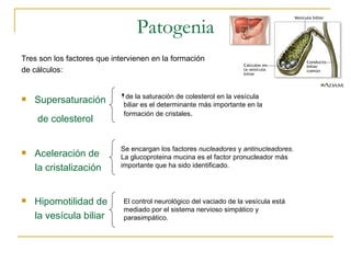 Patogenia
Tres son los factores que intervienen en la formación
de cálculos:


                              de la saturación de colesterol en la vesícula
   Supersaturación          biliar es el determinante más importante en la
                             formación de cristales.
    de colesterol

                            Se encargan los factores nucleadores y antinucleadores.
   Aceleración de          La glucoproteina mucina es el factor pronucleador más
    la cristalización       importante que ha sido identificado.




   Hipomotilidad de         El control neurológico del vaciado de la vesícula está
                             mediado por el sistema nervioso simpático y
    la vesícula biliar       parasimpático.
 