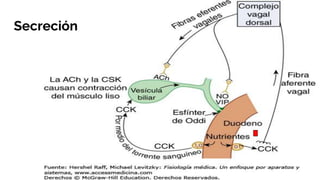 Secreción
 