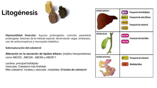 Litogénesis
Hipomotilidad Vesicular: Ayunos prolongados, nutrición parenteral
prolongada, lesiones de la médula espinal, denervación vagal, embarazo,
uso de anticonceptivos y neuropatía diabética
Sobresaturación del colesterol
Alteración en la secreción de lípidos biliares (implica transportadores
como ABCG5 , ABCG8 , ABCB4 y ABCB11
Lecitina: principal fosfolipido
Vesiculas: Colesterol más fosfolido
Más colesterol: micelas y vesiculas inestables: Cristales de colesterol
 