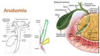 Anatomía
Bolsa de hartman
7-11 cm
 