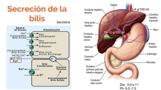 Secreción de la
bilis Secretina
3-4 g/100 ml
10-15 g/100 ml
Dia: 0.6 a 1 l
Ph: 6.5 -7.5
 