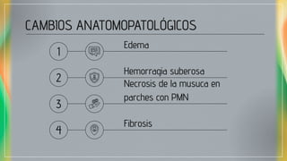 CAMBIOS ANATOMOPATOLÓGICOS
Edema
Hemorragia suberosa
Necrosis de la musuca en
parches con PMN
Fibrosis
1
2
3
4
 