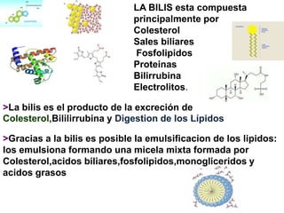 LA BILIS esta compuesta
                              principalmente por
                              Colesterol
                              Sales biliares
                              Fosfolipidos
                              Proteinas
                              Bilirrubina
                              Electrolitos.

>La bilis es el producto de la excreción de
Colesterol,Bililirrubina y Digestion de los Lípidos

>Gracias a la bilis es posible la emulsificacion de los lipidos:
los emulsiona formando una micela mixta formada por
Colesterol,acidos biliares,fosfolipidos,monogliceridos y
acidos grasos
 