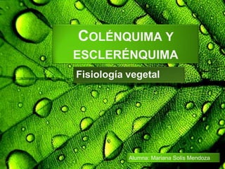 COLÉNQUIMA Y
ESCLERÉNQUIMA
Fisiología vegetal




           Alumna: Mariana Solís Mendoza
 