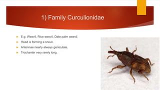 Coleoptera | PPTX