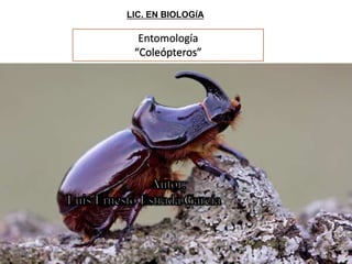 LIC. EN BIOLOGÍA
Entomología
 