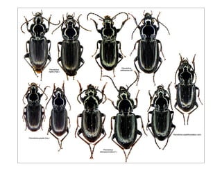 Coleoptere