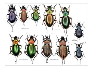 Coleoptere