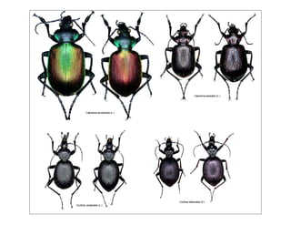 Coleoptere