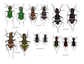 Coleoptere