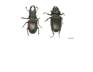 Lucanidae
 