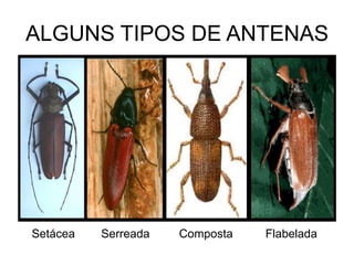 ALGUNS TIPOS DE ANTENAS




Setácea   Serreada   Composta   Flabelada
 