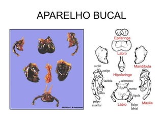 APARELHO BUCAL
 