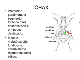 TÓRAX
• Protórax é
  geralmente o
  segmento
  torácico mais
  desenvolvido e
  um pouco
  destacado;
• Meso e
  metatórax são
  fundidos e
  normalmente
  recobertos pelos
  élitros;
 