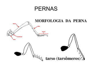PERNAS
 