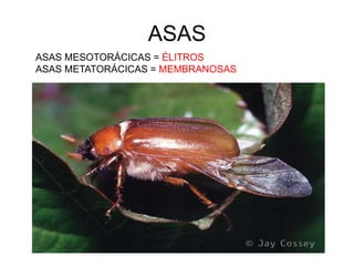 ASAS
ASAS MESOTORÁCICAS = ÉLITROS
ASAS METATORÁCICAS = MEMBRANOSAS
 