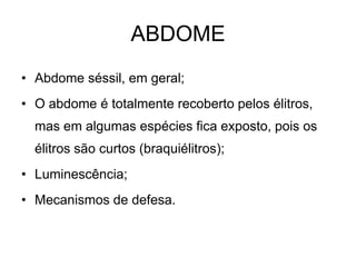 ABDOME
• Abdome séssil, em geral;
• O abdome é totalmente recoberto pelos élitros,
  mas em algumas espécies fica exposto, pois os
  élitros são curtos (braquiélitros);
• Luminescência;
• Mecanismos de defesa.
 