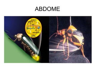 ABDOME
 