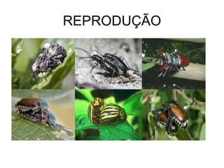 REPRODUÇÃO
 