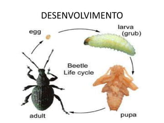 DESENVOLVIMENTO
 