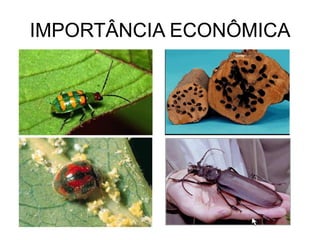 IMPORTÂNCIA ECONÔMICA
 