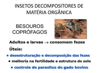 INSETOS DECOMPOSITORES DE
     MATÉRIA ORGÂNICA

 BESOUROS
COPRÓFAGOS
 