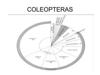 COLEOPTERAS
 