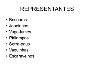 REPRESENTANTES
•   Besouros
•   Joaninhas
•   Vaga-lumes
•   Pirilampos
•   Serra-paus
•   Vaquinhas
•   Escaravelhos
 