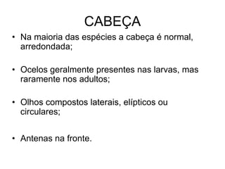 CABEÇA
• Na maioria das espécies a cabeça é normal,
  arredondada;

• Ocelos geralmente presentes nas larvas, mas
  raramente nos adultos;

• Olhos compostos laterais, elípticos ou
  circulares;


• Antenas na fronte.
 