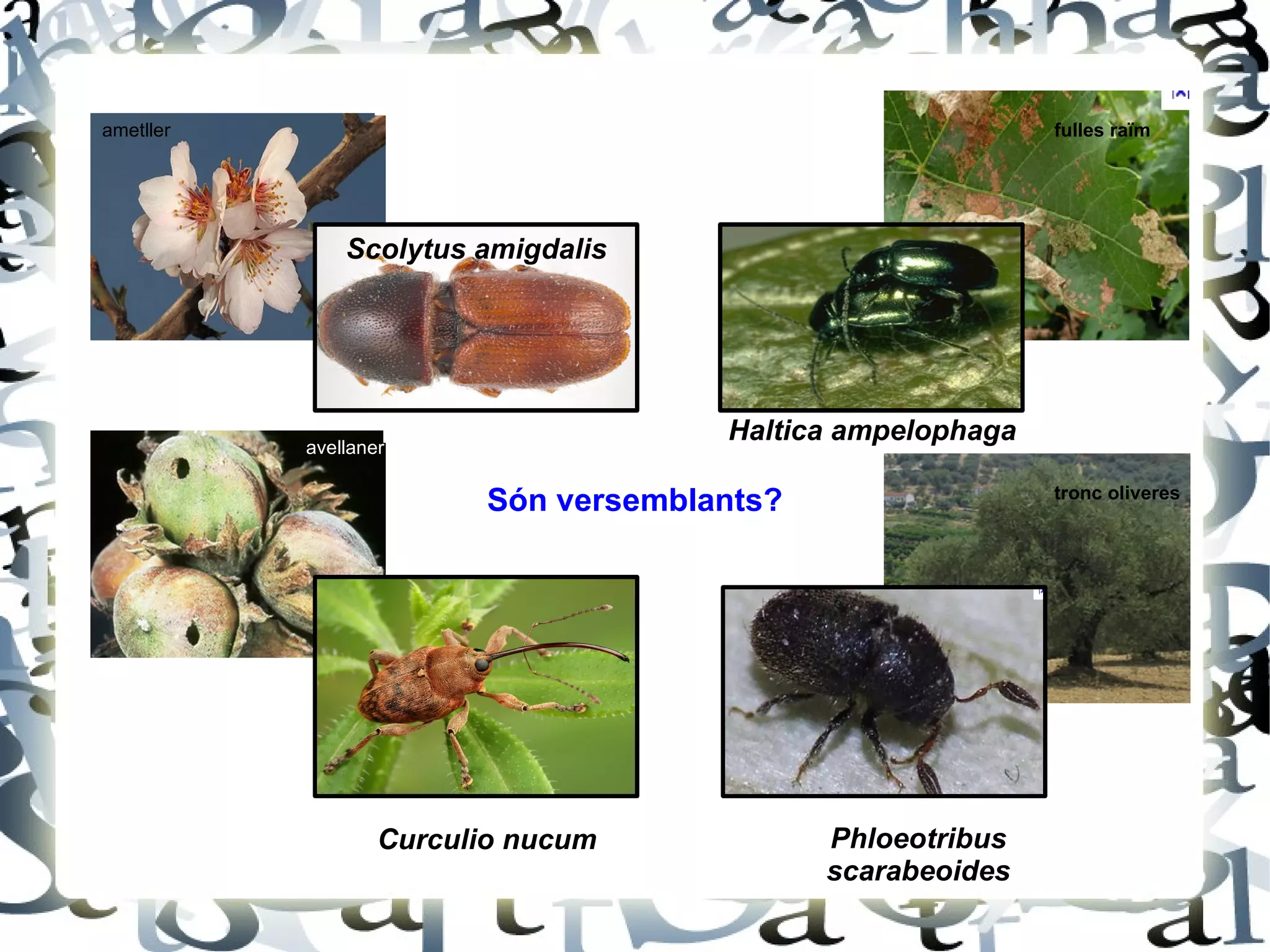 Scolytus amigdalis Curculio nucum Phloeotribus scarabeoides Haltica ampelophaga Són versemblants? ametller fulles raïm avellaner tronc oliveres 