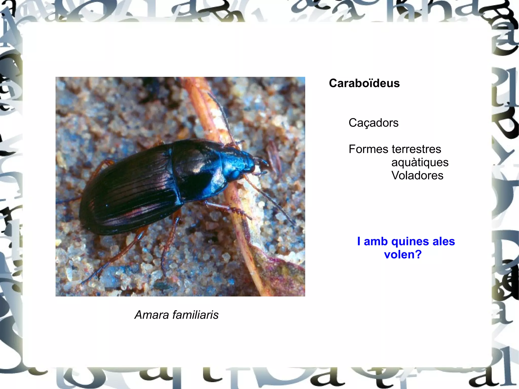 Amara familiaris Caraboïdeus Caçadors Formes terrestres  aquàtiques Voladores I amb quines ales  volen? 