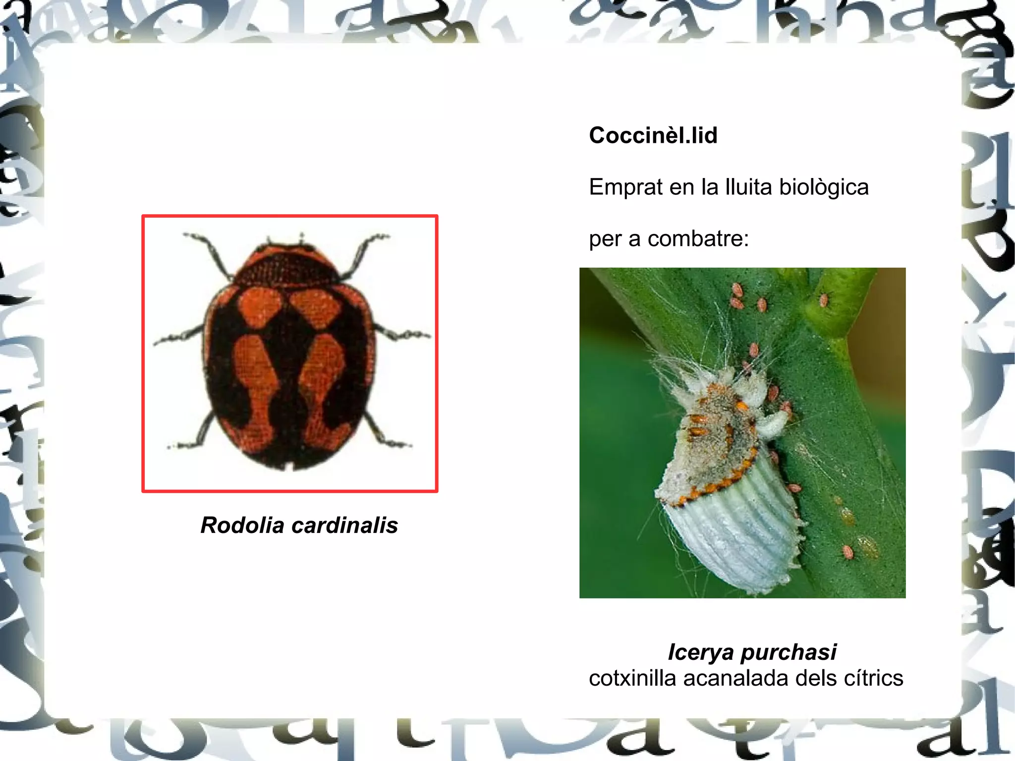 Coccinèl.lid Emprat en la lluita biològica  per a combatre: Icerya purchasi cotxinilla acanalada dels cítrics Rodolia cardinalis 