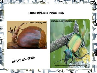 OBSERVACIÓ PRÀCTICA  DE COLEÒPTERS Calosoma sycophanta Depredador erugues processionària alzina i pi Curculio elephos 
